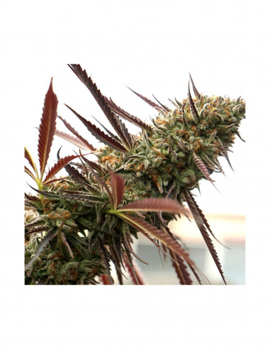 Ghost of NYC X3 - Humboldt Seeds