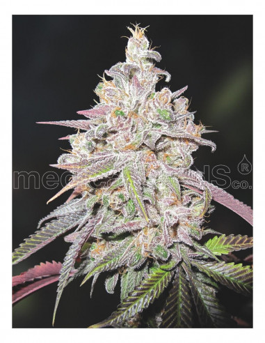 Mendocino Chanel Kush X3 - Medical Seeds