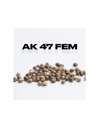 AK47 FEM - Pack Granel x 100