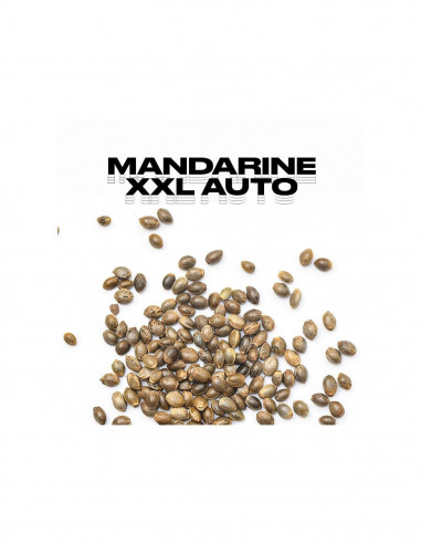 Mandarine XXL Auto - Pack Granel x 100