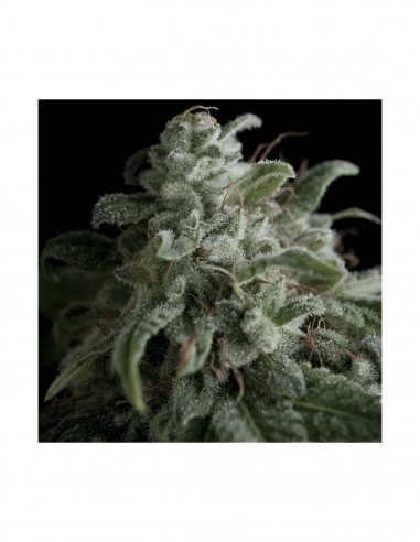 Nefertiti X3+1 - Pyramid Seeds