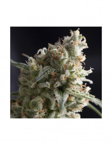 Lennon X3+1 - Pyramid Seeds