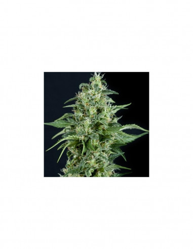 Kryptonite X3+1 - Pyramid Seeds