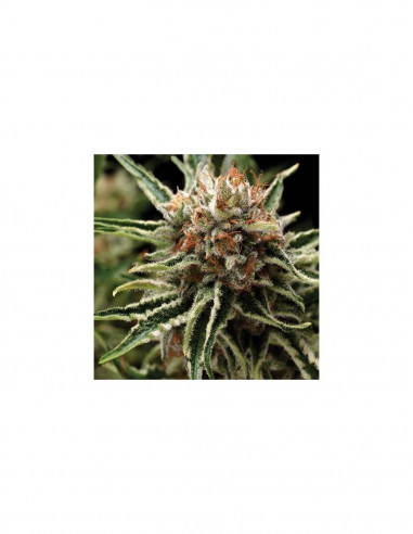 Shark X3+1 - Pyramid Seeds
