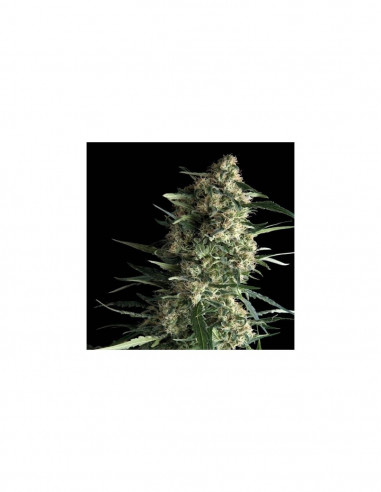 Galaxy X3+1 - Pyramid Seeds