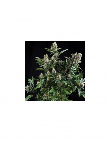 White Widow X3+1 - Pyramid Seeds
