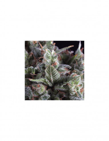 Olympia X3+1 - Pyramid Seeds