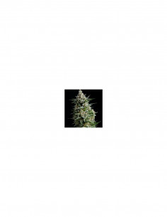Anesthesia X1 - Pyramid Seeds