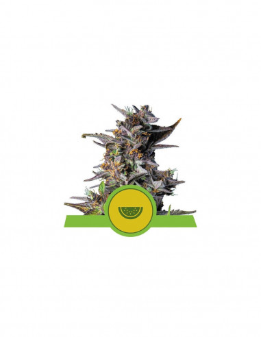Watermelon Auto X1 - Royal Queen Seeds