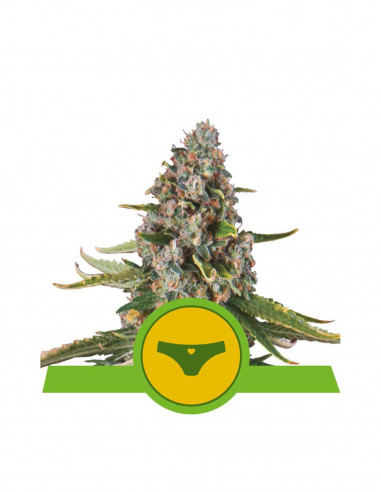 Sherbet Queen Auto X1 - Royal Queen Seeds