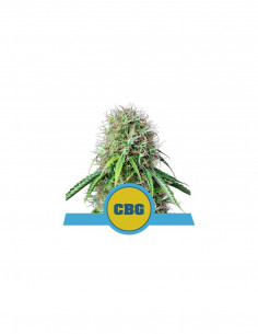 Royal CBG Auto X1 - Royal...