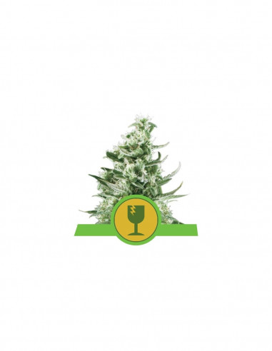 Auto Royal Critical X10 - Royal Queen Seeds