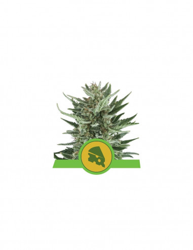 Auto Royal Cheese X10 - Royal Queen Seeds
