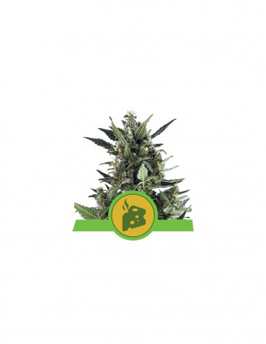 Auto Blue Cheese X10 - Royal Queen Seeds