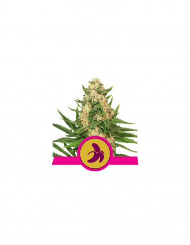 Fat Banana X1 - Royal Queen Seeds