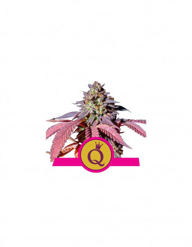 Purple Queen X3 - Royal Queen Seeds