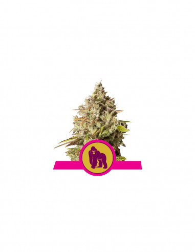 Royal Gorilla X10 - Royal Queen Seeds