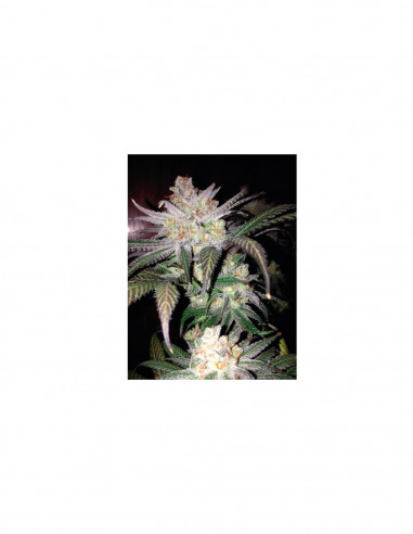 Legendary Punch X1 - Royal Queen Seeds