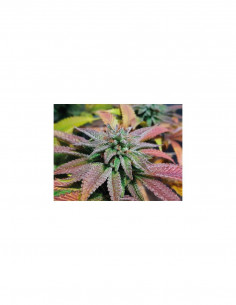 Sherbet Queen X3 - Royal...