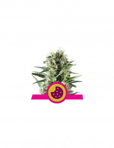 Royal Cookies X3+1 - Royal...