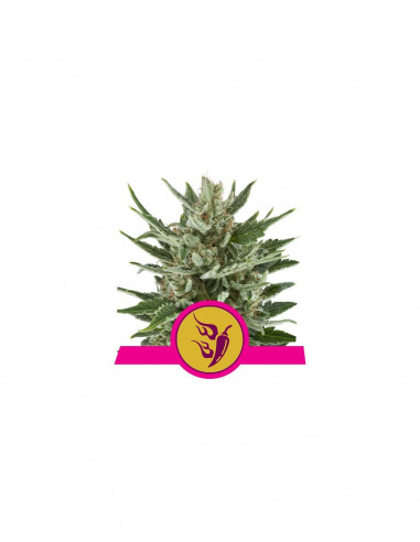 Speedy Chile Fast X10 - Royal Queen...
