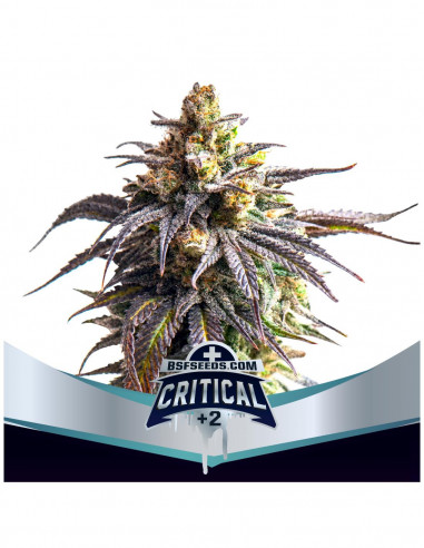 Critical XXL Auto +2 X2 - Bsf Seeds
