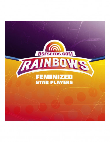 Star Player Rainbows X4 - Bsf Seeds
