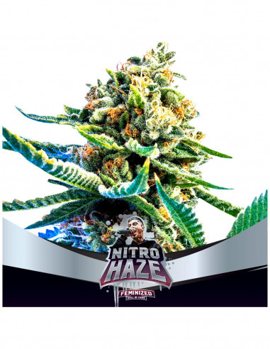 Nitro Haze X2 - Bsf Seeds