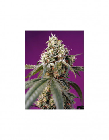 Bruce Banner Auto X3+1 - Sweet Seeds