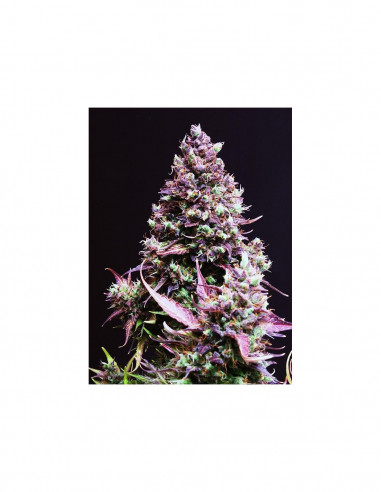 Cream Caramel Auto X100 - Sweet Seeds