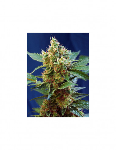 Cream Mandarin XL Auto X100 - Sweet...