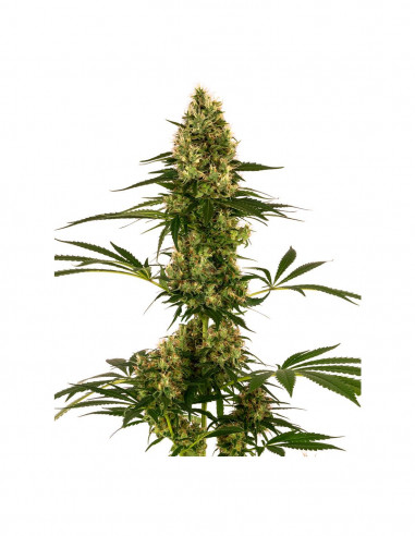 Blue Bullet Auto X3 - Sensi Seeds