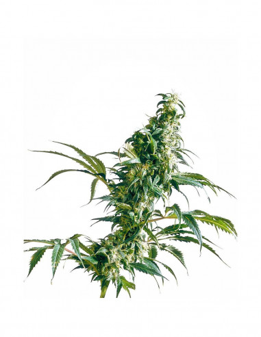 Mexican Sativa X3 - Sensi Seeds