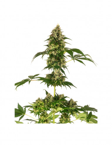 Sensi 11 X3 (Blueberry x Afghani x Silver Haze)