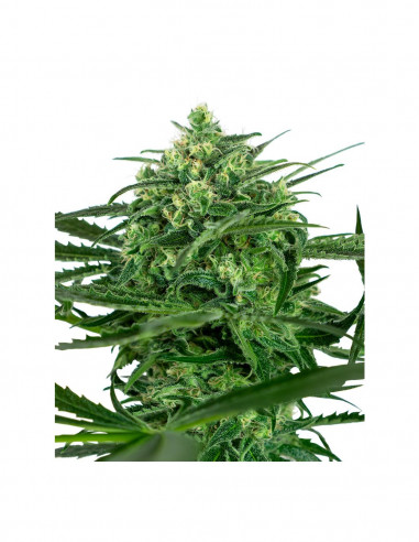 Sensi Amnesia X3 - Sensi Seeds