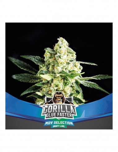 Gorilla Glue Faster X4 - Bsf Seeds