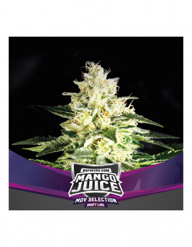 Mango Juice X4 - Bsf Seeds