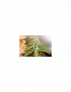 Lafanta CBD X7 - Light Buds