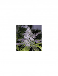 Mendoccino Purple Kush X3 -...