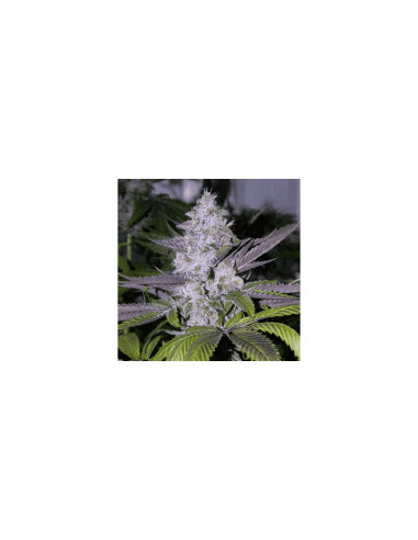 Mendoccino Purple Kush X3 - Medical Seeds