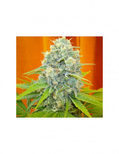 Channel + X3 - Medical Seeds